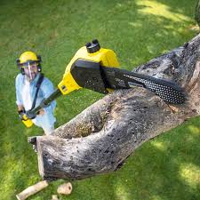 Best Lawn Disease Treatment  in Pocola, OK