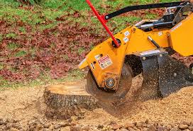 Best Root Management and Removal  in Pocola, OK