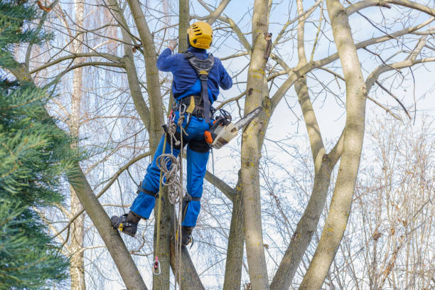Best Tree Health Inspection  in Pocola, OK