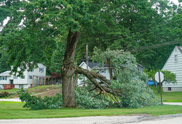 Best Tree Risk Assessment  in Pocola, OK