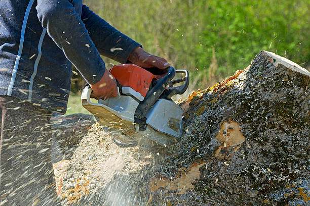 Professional Tree Services in Pocola, OK
